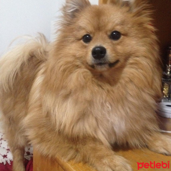 Pomeranyalı, Köpek  paşa fotoğrafı