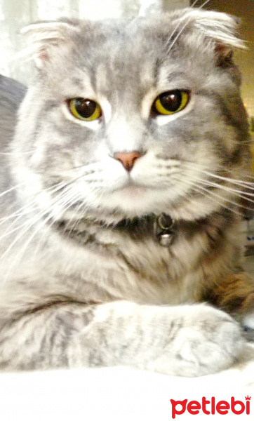 Scottish Fold, Kedi  Boncuk fotoğrafı