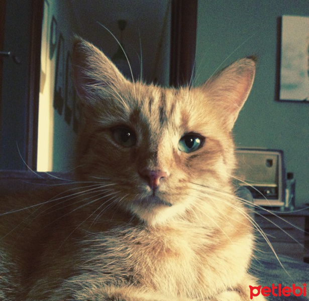 Sarman, Kedi  Robin fotoğrafı