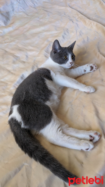 British Shorthair, Kedi  TONTİŞ fotoğrafı