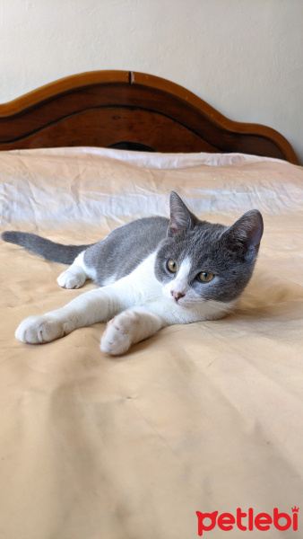 British Shorthair, Kedi  TONTİŞ fotoğrafı