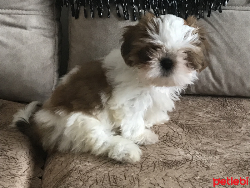 Shih Tzu, Köpek  Mocha fotoğrafı