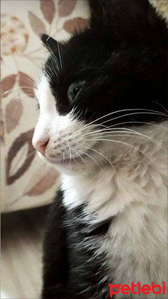 Tuxedo (Smokin) Kedi, Kedi  Lena fotoğrafı