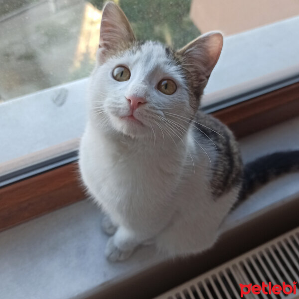 Tekir Kedi, Kedi  Sakız fotoğrafı