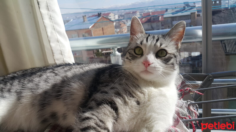 Tekir Kedi, Kedi  Çilek fotoğrafı