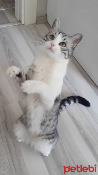 Tekir Kedi, Kedi  Çilek fotoğrafı