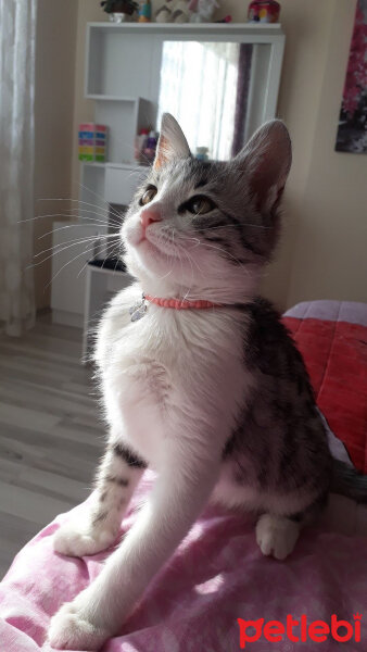 Tekir Kedi, Kedi  Çilek fotoğrafı