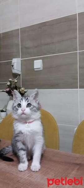 Tekir Kedi, Kedi  Çilek fotoğrafı