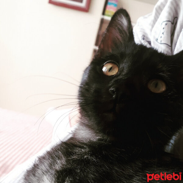 Tekir Kedi, Kedi  Rozi fotoğrafı