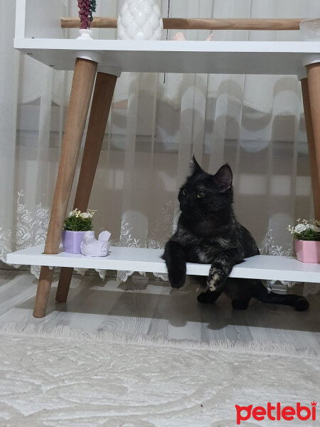 Tekir Kedi, Kedi  Rozi fotoğrafı