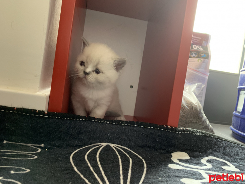 British Shorthair, Kedi  Marsın Yavruları fotoğrafı