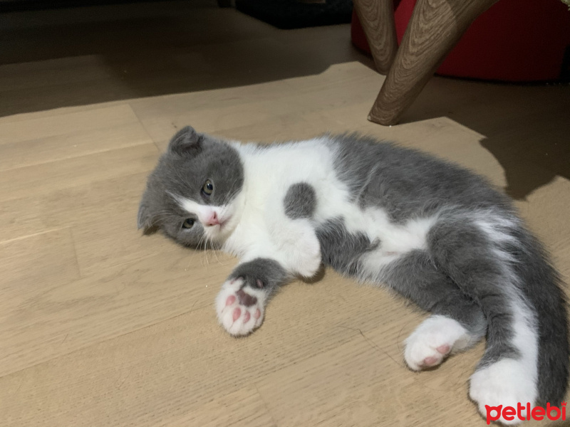 British Shorthair, Kedi  Marsın Yavruları fotoğrafı