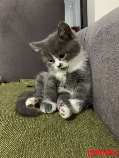 British Shorthair, Kedi  Marsın Yavruları fotoğrafı