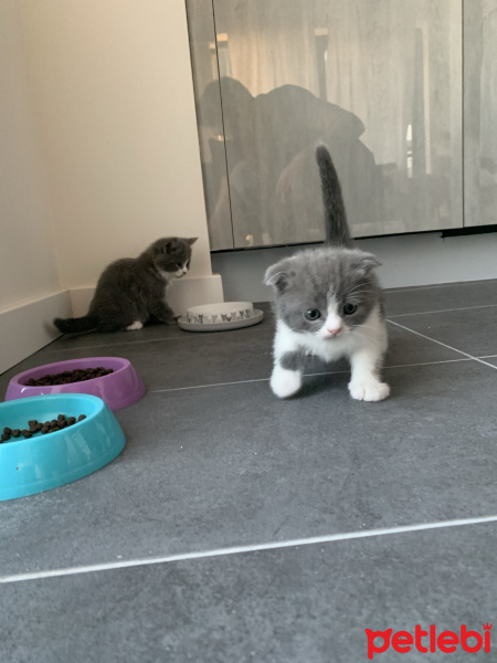 British Shorthair, Kedi  Marsın Yavruları fotoğrafı