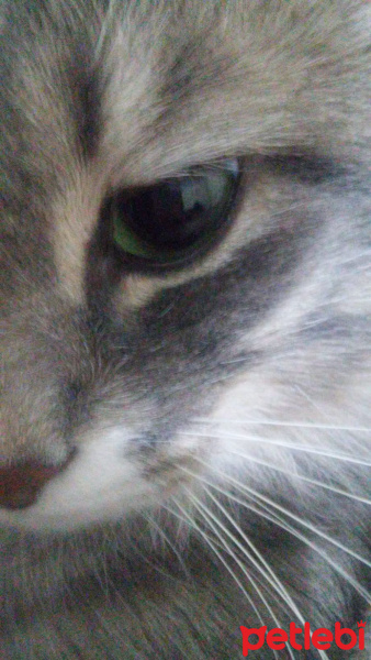 Sibirya Kedisi, Kedi  şero fotoğrafı