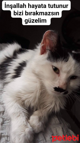 Sarman, Kedi  Miya fotoğrafı