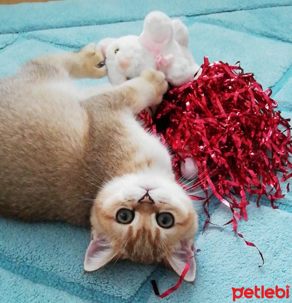 British Shorthair, Kedi  Maya fotoğrafı