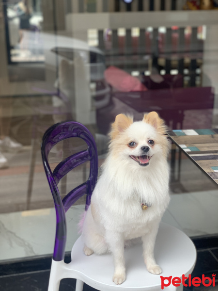 Pomeranyalı, Köpek  Thor fotoğrafı