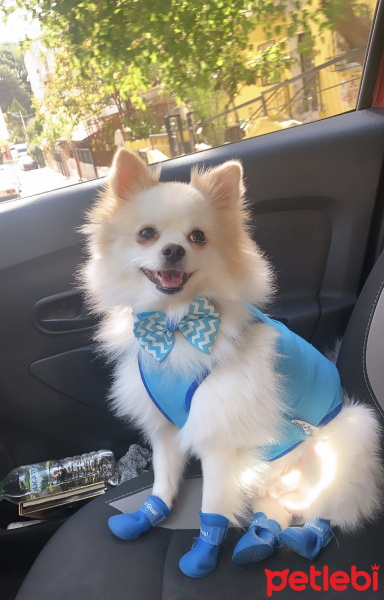 Pomeranyalı, Köpek  Thor fotoğrafı
