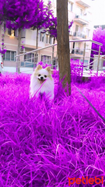 Pomeranyalı, Köpek  Thor fotoğrafı