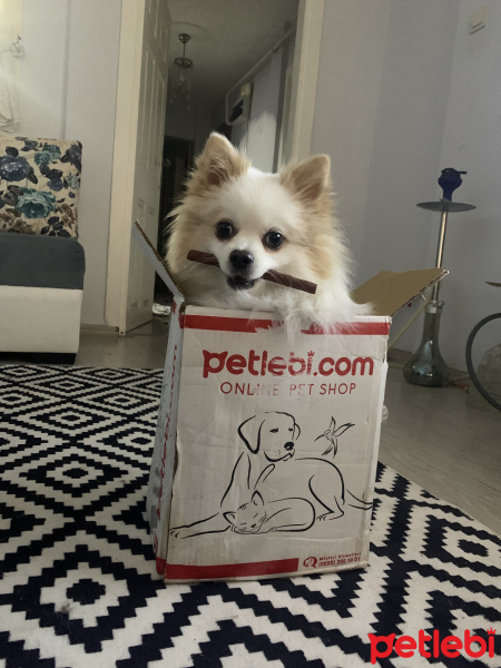 Pomeranyalı, Köpek  Thor fotoğrafı