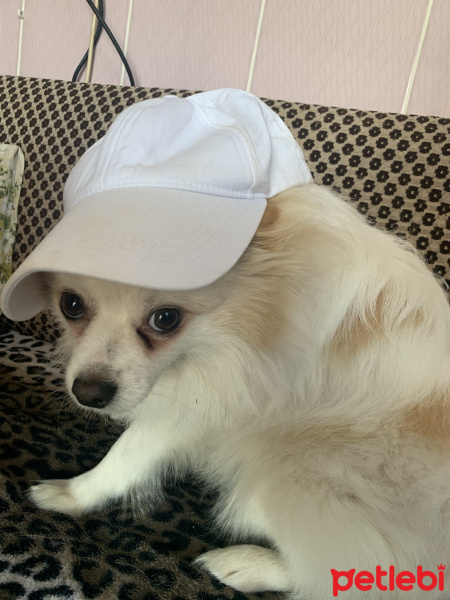 Pomeranyalı, Köpek  Thor fotoğrafı