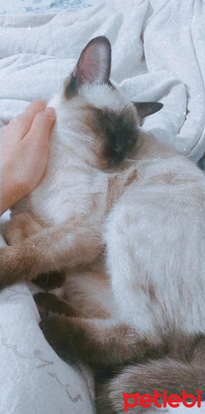 Siyam Kedisi, Kedi  Nyuu fotoğrafı