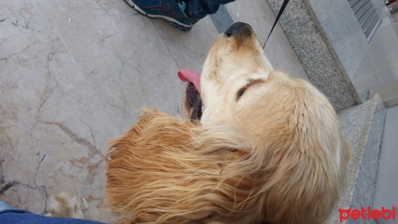 Amerikan Cocker Spaniel, Köpek  Kekik fotoğrafı