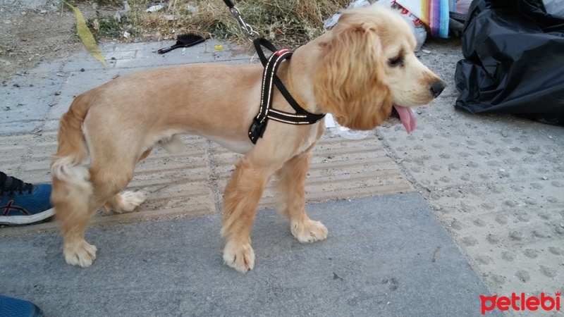 Amerikan Cocker Spaniel, Köpek  Kekik fotoğrafı