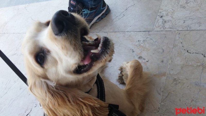 Amerikan Cocker Spaniel, Köpek  Kekik fotoğrafı
