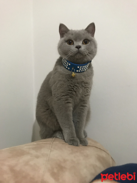 British Shorthair, Kedi  Yufy fotoğrafı