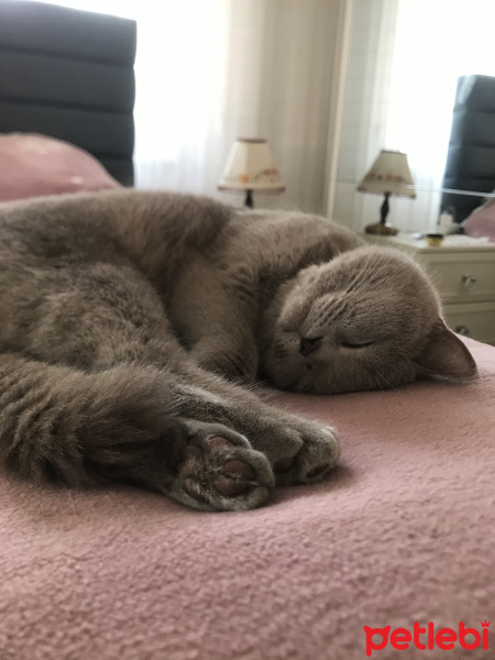 British Shorthair, Kedi  Yufy fotoğrafı