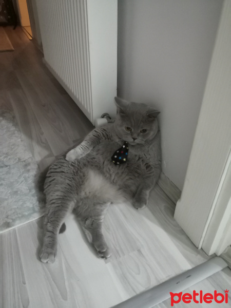 British Shorthair, Kedi  Henry fotoğrafı