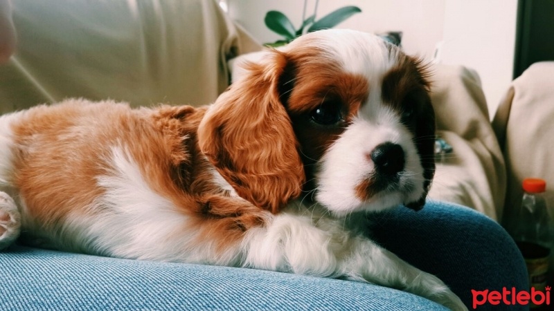 Cavalier King Charles Spanieli, Köpek  MARİO fotoğrafı