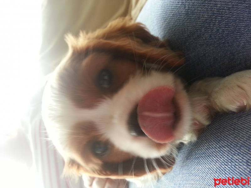 Cavalier King Charles Spanieli, Köpek  MARİO fotoğrafı