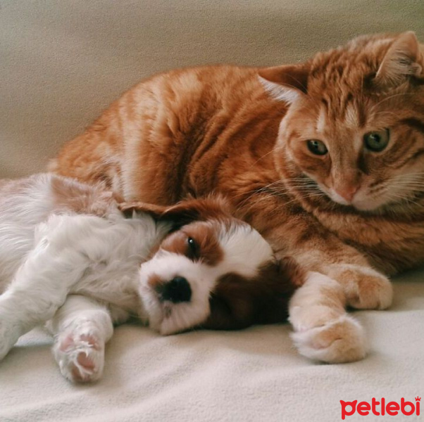 Cavalier King Charles Spanieli, Köpek  MARİO fotoğrafı