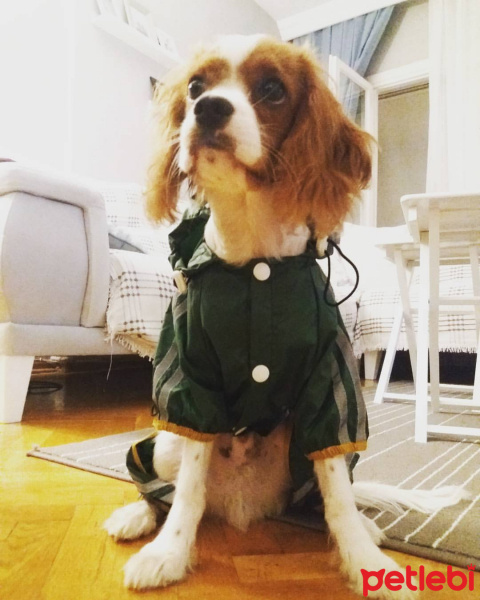 Cavalier King Charles Spanieli, Köpek  MARİO fotoğrafı