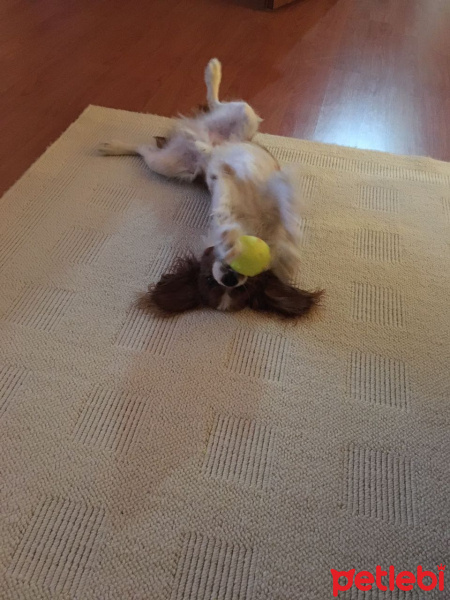 Cavalier King Charles Spanieli, Köpek  MARİO fotoğrafı
