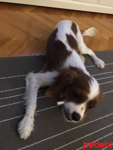 Cavalier King Charles Spanieli, Köpek  MARİO fotoğrafı