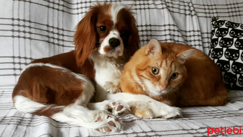Cavalier King Charles Spanieli, Köpek  MARİO fotoğrafı