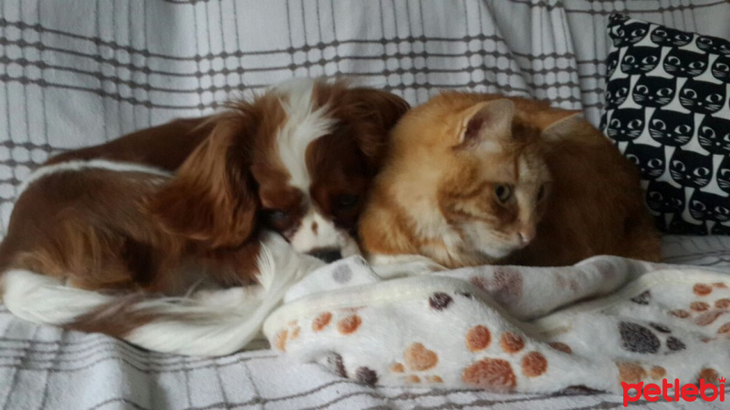 Cavalier King Charles Spanieli, Köpek  MARİO fotoğrafı