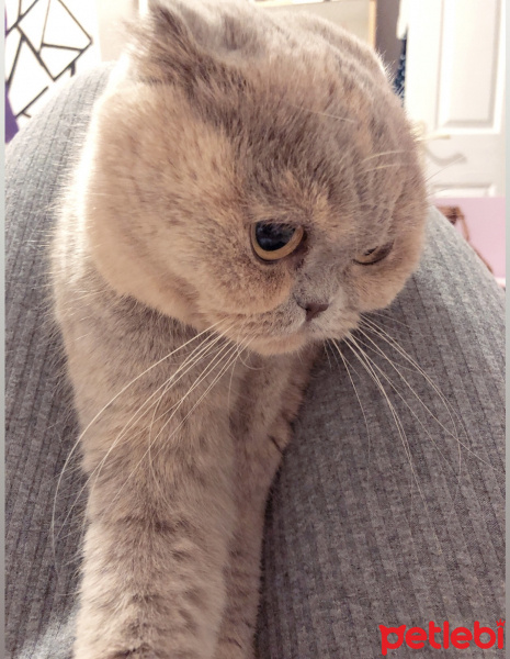 Scottish Fold, Kedi  Dipsy fotoğrafı