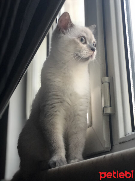 British Shorthair, Kedi  Yumi fotoğrafı