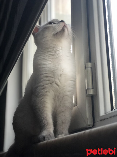 British Shorthair, Kedi  Yumi fotoğrafı