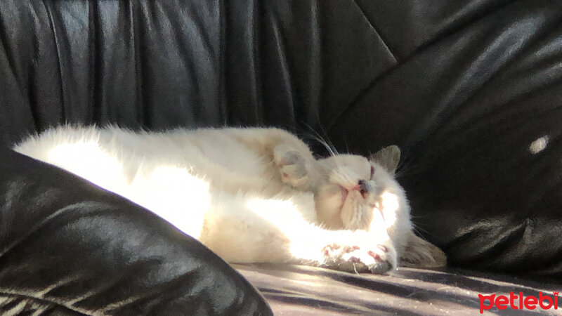 British Shorthair, Kedi  Yumi fotoğrafı