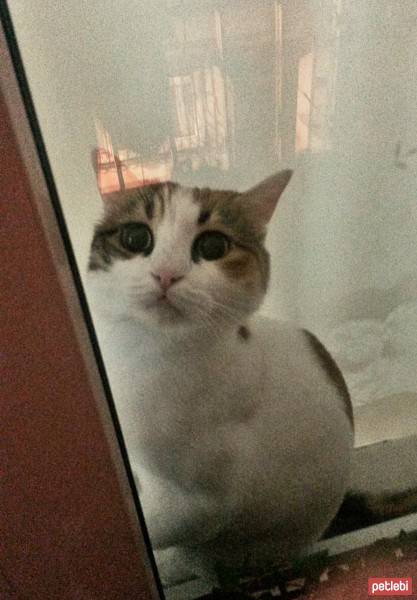 British Shorthair, Kedi  Marla (pamuk) fotoğrafı