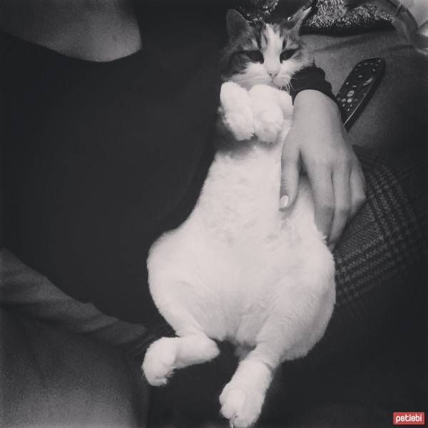 British Shorthair, Kedi  Marla (pamuk) fotoğrafı