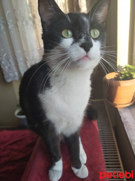 Tekir Kedi, Kedi  Şimal fotoğrafı