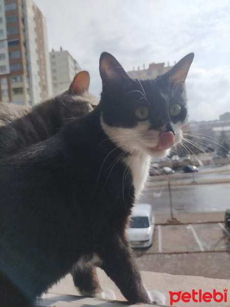 Tekir Kedi, Kedi  Şimal fotoğrafı
