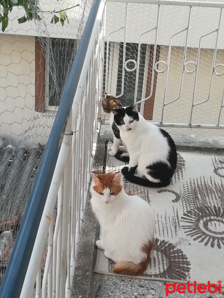 Tekir Kedi, Kedi  Poncik bıdık ve korsan fotoğrafı